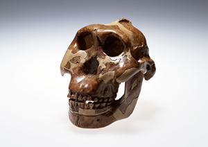 心理発達相談も可能な浜松市の小児皮膚科